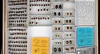 Scarabaeidae 43