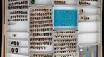 Scarabaeidae 44
