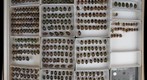 Scarabaeidae 45