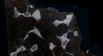 Seymchan pallasite meteorite