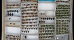 Scarabaeidae 46