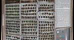 Scarabaeidae 47