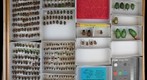 Scarabaeidae 48