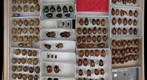 Scarabaeidae 49