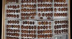 Scarabaeidae 50