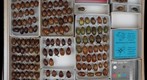 Scarabaeidae 51
