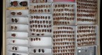 Scarabaeidae 52