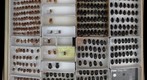Scarabaeidae 53