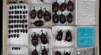 Scarabaeidae 54