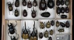 Scarabaeidae 55