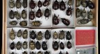 Scarabaeidae 56
