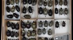 Scarabaeidae 57