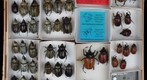 Scarabaeidae 58