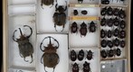 Scarabaeidae 59