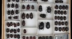 Scarabaeidae 60