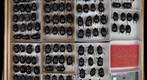 Scarabaeidae 61