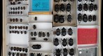 Scarabaeidae 64
