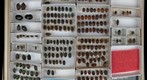 Scarabaeidae 66