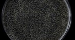 Sand from Halls Lake, Ontario, Canada