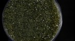 Olivine-Rich Sand from Ka Lae, Hawai'i