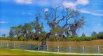 Tree on Sawyer Loop