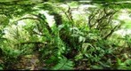 120218 - Costa Rica, Area de Conservacion (ACG), Volcan Cacao, Cima del Volcan, 1500m
