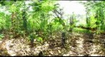 120213 - Costa Rica, Area de Conservacion (ACG), Cacao, 600 m