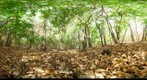 120219 - Costa Rica, Area de Conservacion (ACG), Playa Naranjo, 26 m 