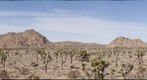 Joshua Tree 10