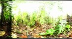 120215 - Costa Rica, Area de Conservacion (ACG), Estacion Pitilla, Volcan Orosilito, 960 m