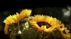 Zonnebloem