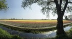 Bloembollen