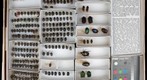 Scarabaeidae 67