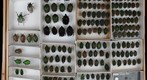 Scarabaeidae 69