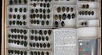 Scarabaeidae 70