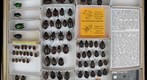 Scarabaeidae 71