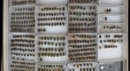 Scarabaeidae 72