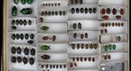 Scarabaeidae 74
