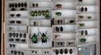 Scarabaeidae 75
