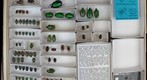 Scarabaeidae 76