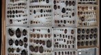 Scarabaeidae Receiving 11