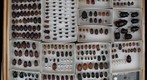 Scarabaeidae Receiving 13