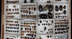 Scarabaeidae Receiving 14