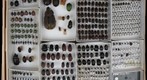 Scarabaeidae Receiving 15