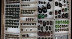 Scarabaeidae Receiving 16