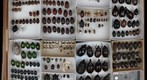 Scarabaeidae Receiving 17