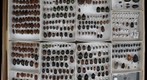 Scarabaeidae Receiving 18