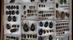 Scarabaeidae Receiving 19