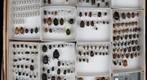 Scarabaeidae Receiving 22