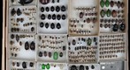 Scarabaeidae Receiving 20